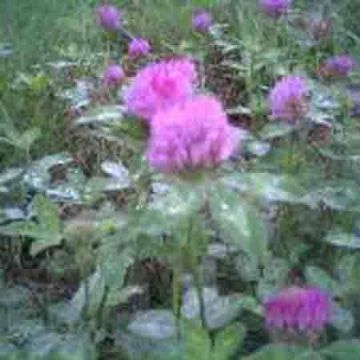 Trifolium Pratense P.E.